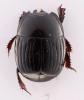 Atholus duodecimstriatus quatuordecimstriatus